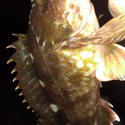 春のガシラ調査