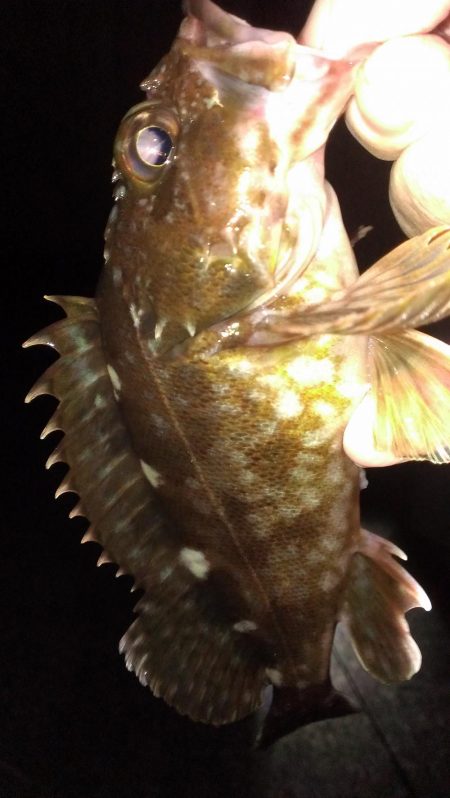 春のガシラ調査