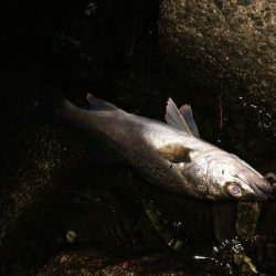 タイリクスズキ?