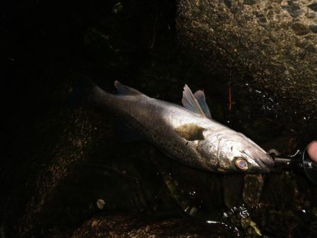 タイリクスズキ?