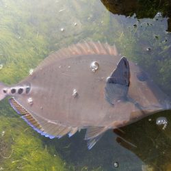 青物釣れねーなー