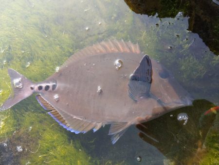 青物釣れねーなー
