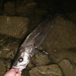 苦手の潮で挑戦