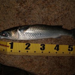 チーバスとボラとベイト