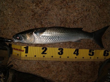 チーバスとボラとベイト