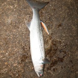 アレは何っだたのか?