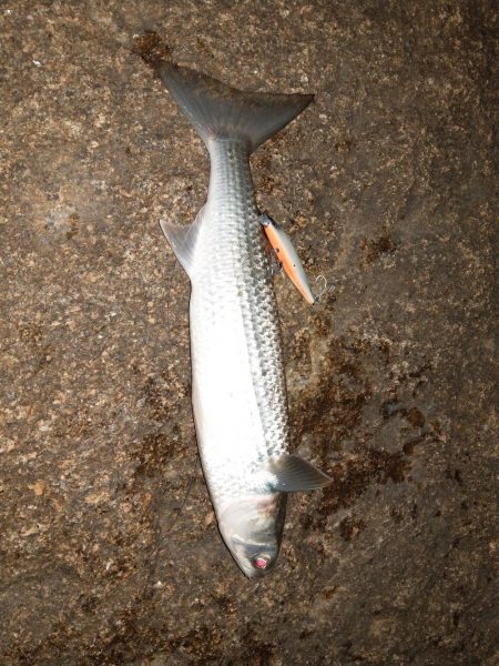 アレは何っだたのか?