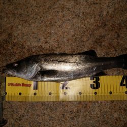 ボラ無しシーバス