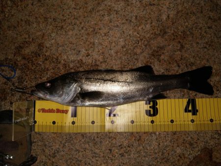 ボラ無しシーバス