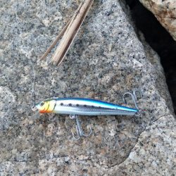 本命は釣れなくてもキミは釣れるよね!?