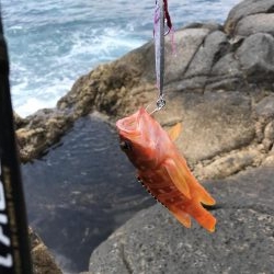 久しぶりにサカナが釣れた。