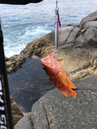 久しぶりにサカナが釣れた。