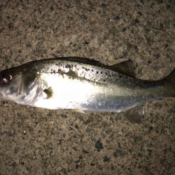 二見メバリング