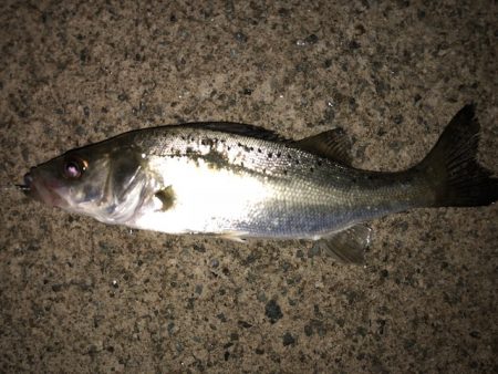 二見メバリング