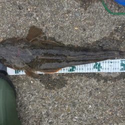 何でもいいから釣れて