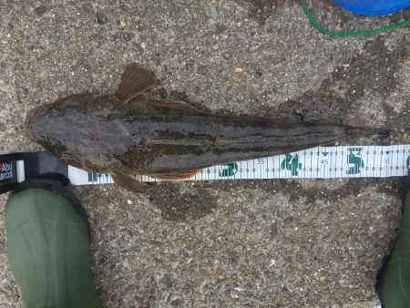 何でもいいから釣れて