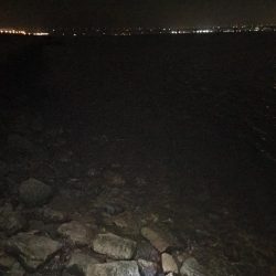 チーバスからのボラ祭り