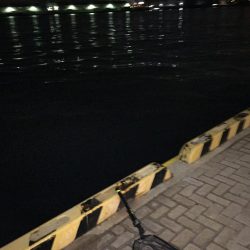 際打ちでデカガシラとシーバス