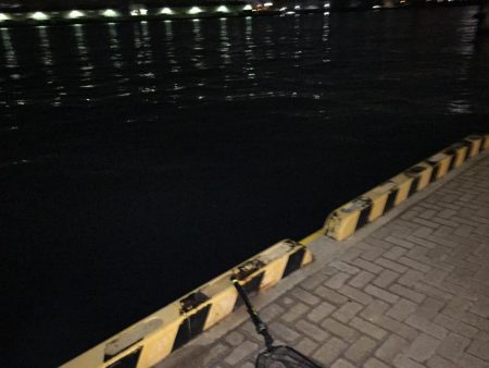 際打ちでデカガシラとシーバス