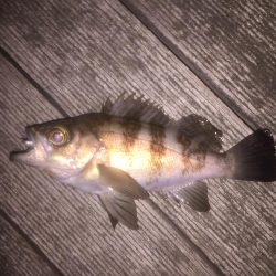 シーバス狙いできたものの