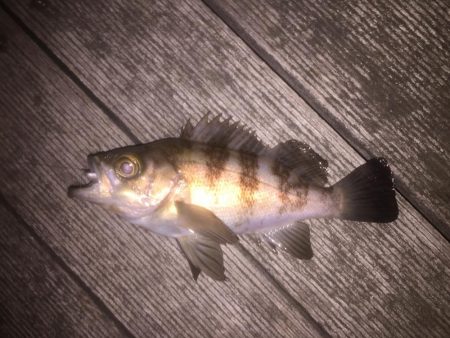 シーバス狙いできたものの