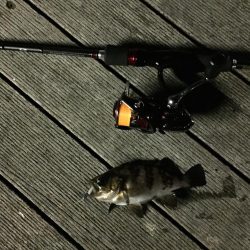 メバル狙いできたものの