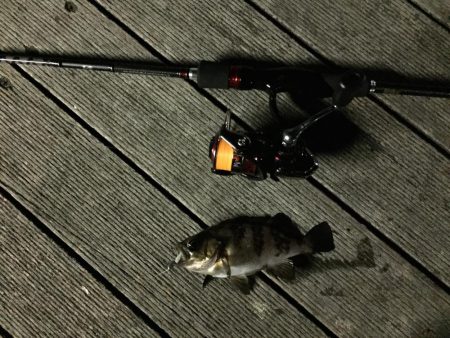 メバル狙いできたものの