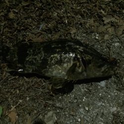 天保山、ボトムゲームでつ抜け達成！