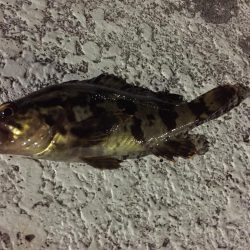 天保山熱し！キビレ2枚、タケノコ10本