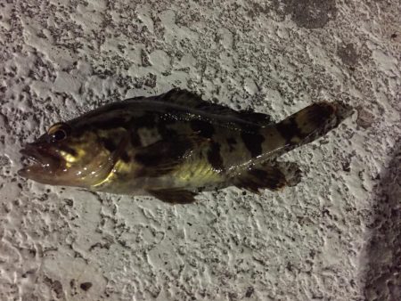 天保山熱し！キビレ2枚、タケノコ10本