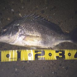 ２０１８ キビレ調査NO、1