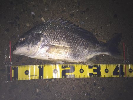 ２０１８ キビレ調査NO、1