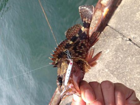 メバリングのはずが…