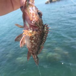 和歌浦エサ釣デイゲーム