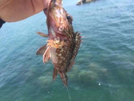 和歌浦エサ釣デイゲーム