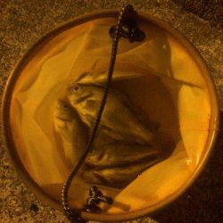 メバルプラッキング