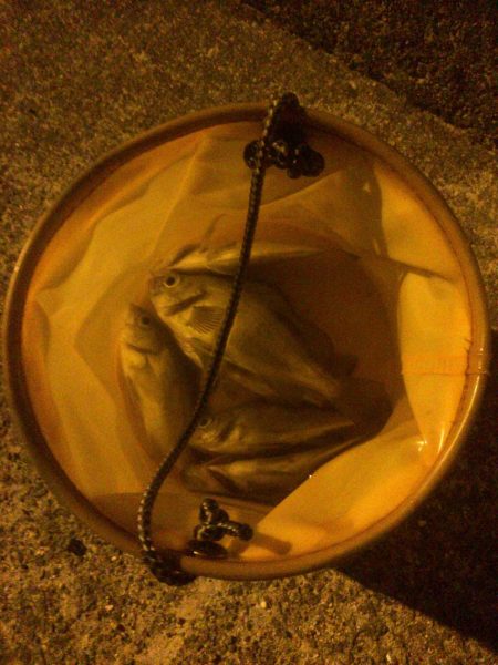 メバルプラッキング