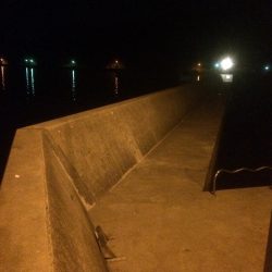 メバルプラッキング