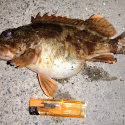 大型メバルを求めて