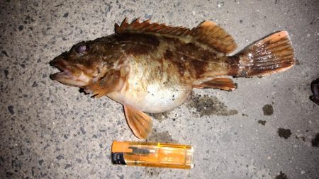 大型メバルを求めて