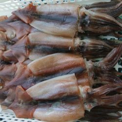 スルメイカ狙い　第二美丸