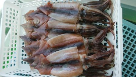 スルメイカ狙い　第二美丸