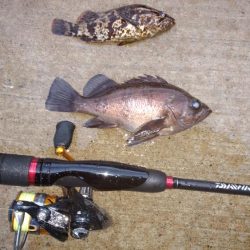 不定期開催サゴシ祭りに参加