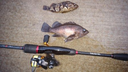 不定期開催サゴシ祭りに参加