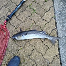 今日もマルチ安打♪♪