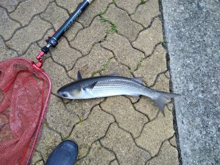 今日もマルチ安打♪♪