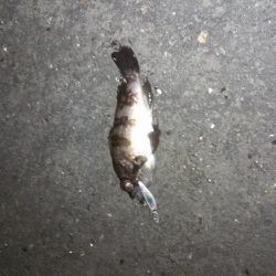 メバリングランガン