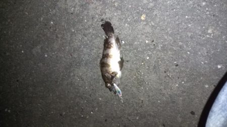 メバリングランガン