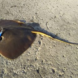 ジグでアカエイ