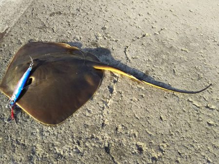 ジグでアカエイ